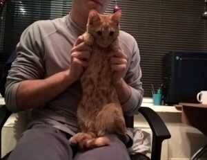 where to buy medicine for cotaldihydo