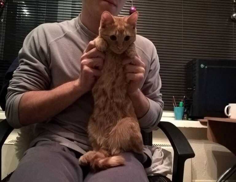 where to buy medicine for cotaldihydo