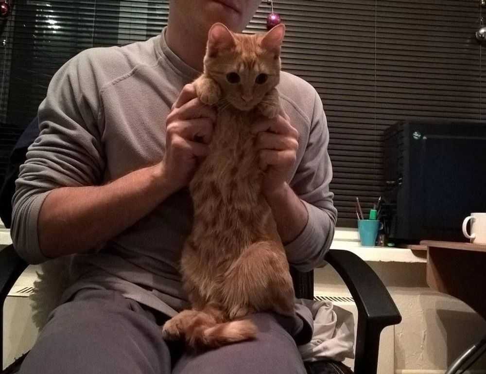 where to buy medicine for cotaldihydo