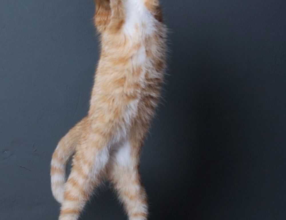 adin ross sister naked