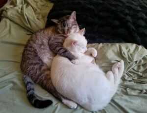 dibujos de haaland para colorear