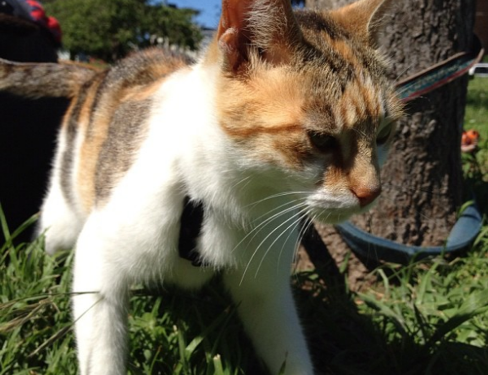 layarkaca21 synopsis