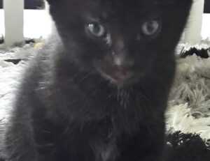 orange shirt man and horse video