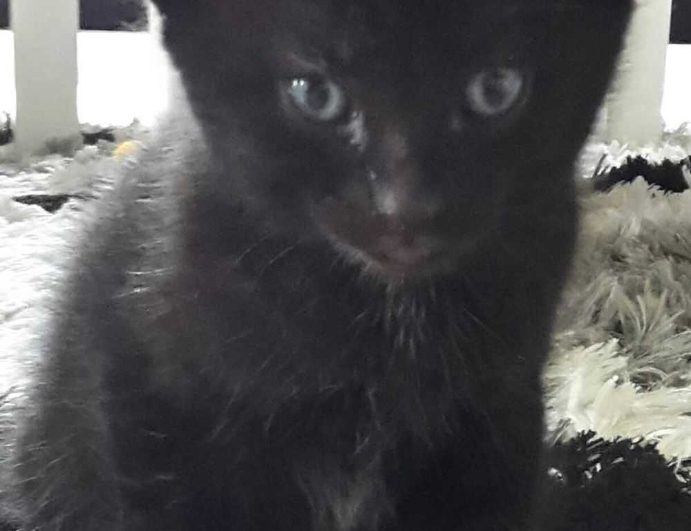 orange shirt man and horse video