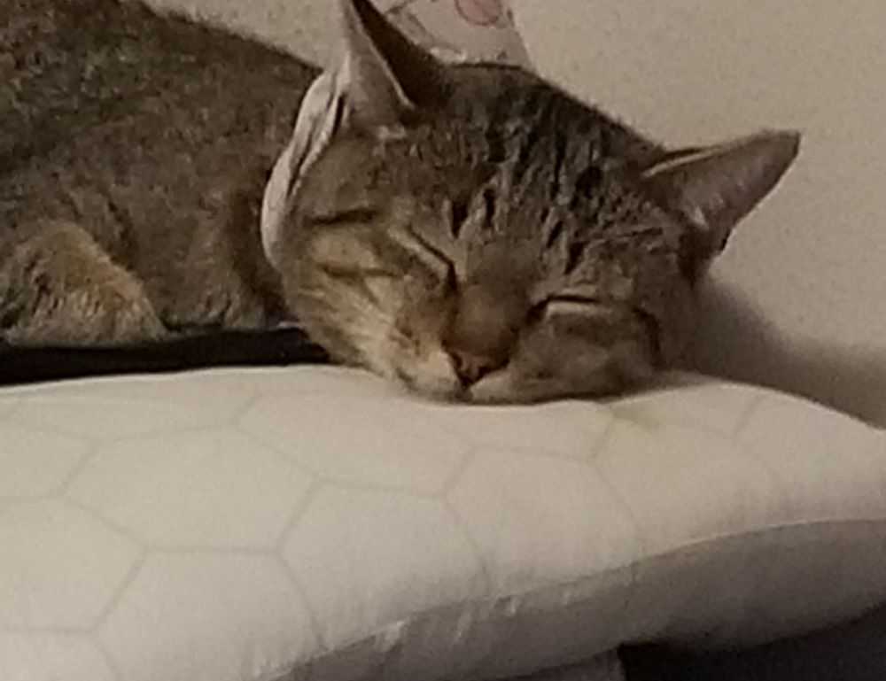 para imprimir cinnamoroll de papel